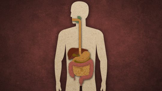 Verdauungsstörungen: Wie sehr die Ernährung die Verdauung beeinflusst